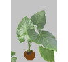 Алоказія пахуча (Alocasia odora )